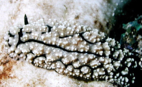 Phyllidiella zeylanica